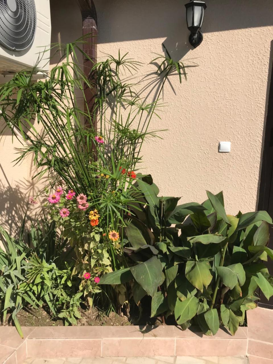 Guest House Palmovaia Gavan Gudauta Εξωτερικό φωτογραφία